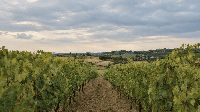 Italian Wine 101: A Beginner’s Guide to Regions, Grapes & Styles - THE EARTH WINE