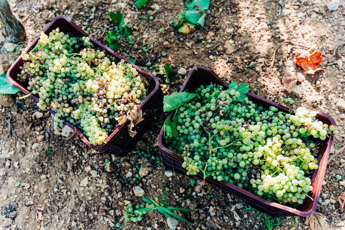 What Is Natural Wine? A Friendly Beginner’s Guide - THE EARTH WINE
